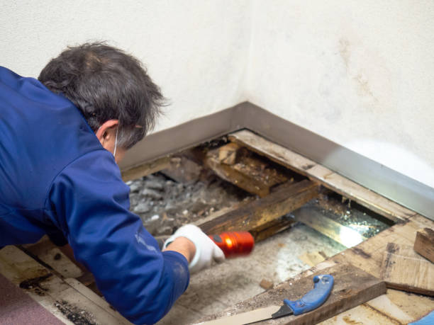 Best Home Mold Removal  in Applewood, CO