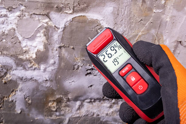 Best Same-Day Mold Removal  in Applewood, CO