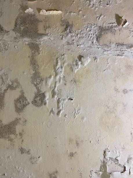 Office Mold Removal Services in Applewood, CO