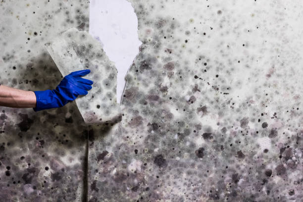 Best Certified Mold Removal  in Applewood, CO
