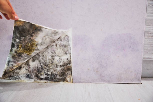 Best Mold Damage Repair  in Applewood, CO
